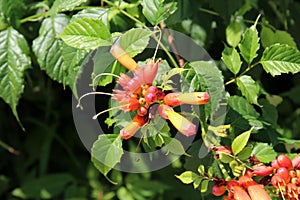 Close up of Yellow and Orange Honeysuckle flowers and buds with ants crawling on it