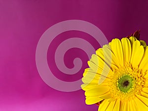 Close up yellow gerbera flowers on a bright pink background
