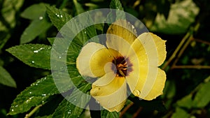 close-up of yellow orchid flower