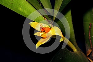 Close up of a yellow orchid flower.