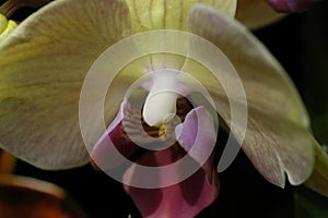 Close up of yellow Orchid with maroon labellum