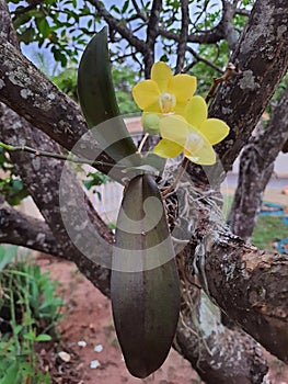 Close up of yellow orchid planted on a tree.