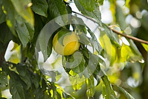 Close up of a yellow, organic and isolated plum on a plum tree