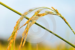 Close up of Yellow paddy rice plant on field