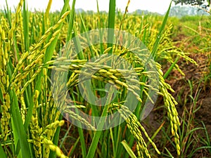 Close up of yellow paddy rice seed with rice fields in the background