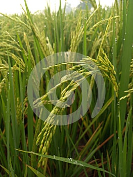 Close up of yellow paddy rice seed with rice fields in the background