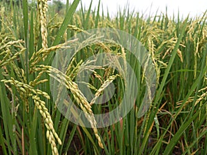 Close up of yellow paddy rice seed with rice fields in the background