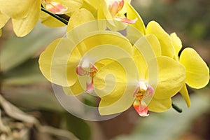 Close up of yellow phalaenopsis orchid flowers is blooming in the garden