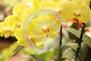Close up of yellow phalaenopsis orchid flowers is blooming in the garden