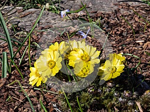 Close-up of the yellow pheasant\'s eyes or false hellebores (Adonis vernalis) growing and blooming in