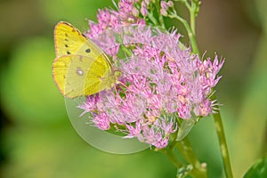 Pieridae butterfly photo