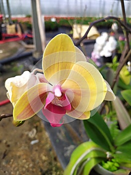 A close up of a yellow and pink orchid in a nursery garden. Plano detalle de una orquÃÂ­dea amarilla y rosada en un vivero photo