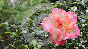 Close up of Yellow Pink Rose Flower