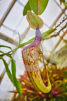 Close up yellow pitcher carnivorous plant with blurred greenhouse windows in background