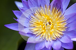 Close up yellow pollen of waterlily in the morning