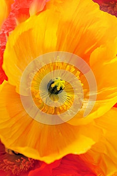 Close-up of Yellow Poppy Flower