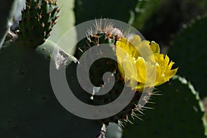 Close-up of a Yellow Prickly Pear Flower, Nature, Macro