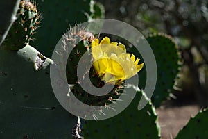 Close-up of a Yellow Prickly Pear Flower, Nature, Macro