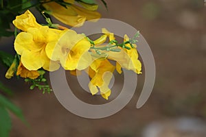 Close-up, yellow Pridiyathorn, beautiful, blooming Taibahaya perennial plant,