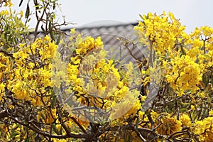 Close-up, yellow Pridiyathorn, beautiful, blooming Taibahaya perennial plant,