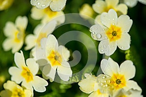 Close up of yellow primroses blossoming in early spring garden