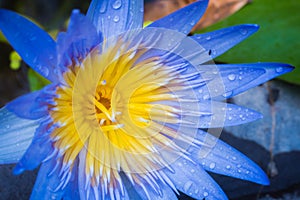 Close up of a yellow purple lotus carpel photo