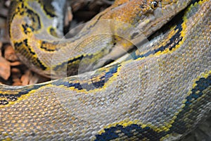 Close up yellow python. Soft selective focus. Boa snake