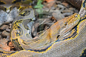 Close up yellow python. Soft selective focus. Boa snake