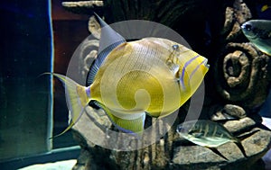 Close up of a yellow Queen Triggerfish