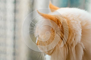 Close-up of yellow ragdoll cat`s head, Beautiful ears