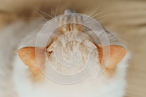 Close-up of yellow ragdoll cat`s head, Beautiful ears