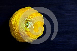 Close up of yellow ranunculus flower on dark background