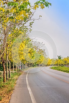 Yellow ratchaphruek trees or colorful golden shower with flowers blooming  on sides of the asphalt road and bright sky background