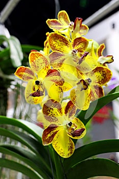 Close up Yellow and Red Colors of Orchids Flower