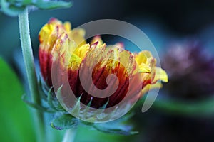 Close-up of a yellow-red flower of a cocklebur Gaillardia