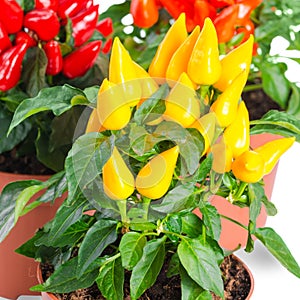 Close up yellow, red, orange hot chili peppers in pot is isolate