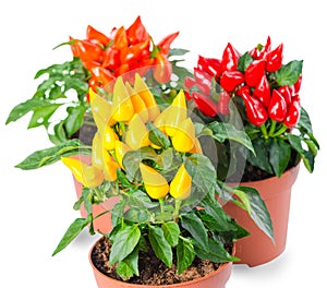 Close up yellow, red, orange hot chili peppers in pot is isolate