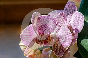 Close-up of yellow, red, pink and white striped with points orchid flower Phalaenopsis `Demi Deroose` Moth Orchid with dark gree