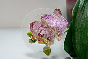 Close-up of yellow, red, pink and white striped with points orchid flower Phalaenopsis `Demi Deroose` Moth Orchid, on light gr