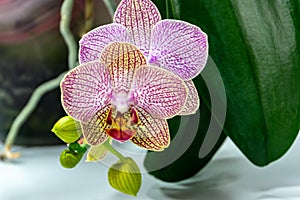Close-up of yellow, red, pink and white striped with points orchid flower Phalaenopsis `Demi Deroose` Moth Orchid, on light gray