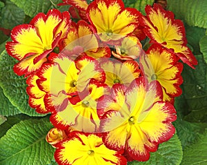 Close-up of yellow and red primrose in a flowerbed