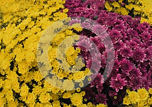 Close up of  Yellow  red and Purple Chrysanthemum daisy flower, Beautiful huge bouquet of Chrysanthemum floral botanical flowers