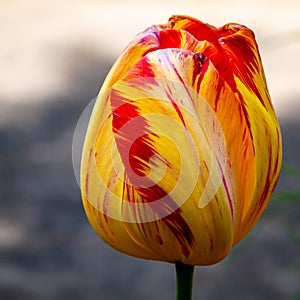 Close-up yellow-red  tulip flower head