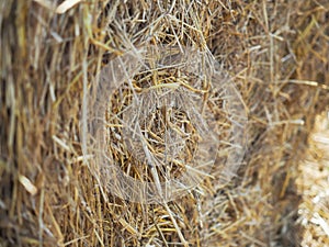 Close-up of a yellow roll of dry hay on a field