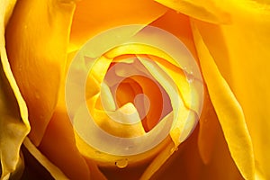 Close up yellow rose