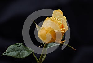 Close up yellow rose bud