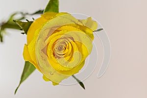 Close up of a yellow rose dripping with water droplets