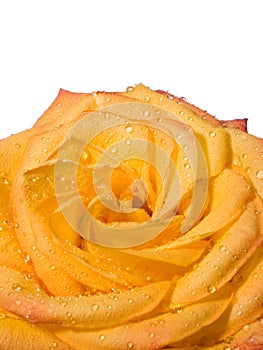 Close-up of yellow rose flower with droplets