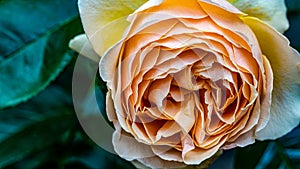 Close up of Yellow rose flower and green background