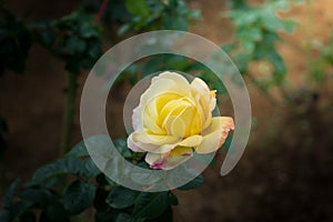 Close-up of yellow rose